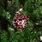 6ft. Pre-Lit Green Musical Snowing Artificial Christmas Tree, White LED Lights
